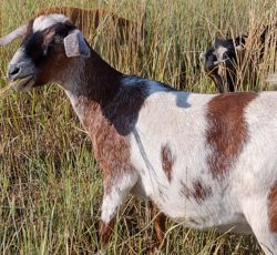 Mini Nubian goats for sale in Colorado